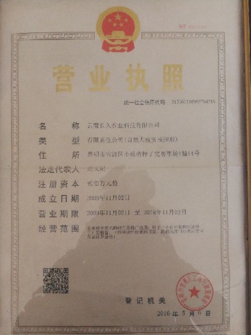 最新选育西葫芦种子（玉麒麟）（维多利亚）