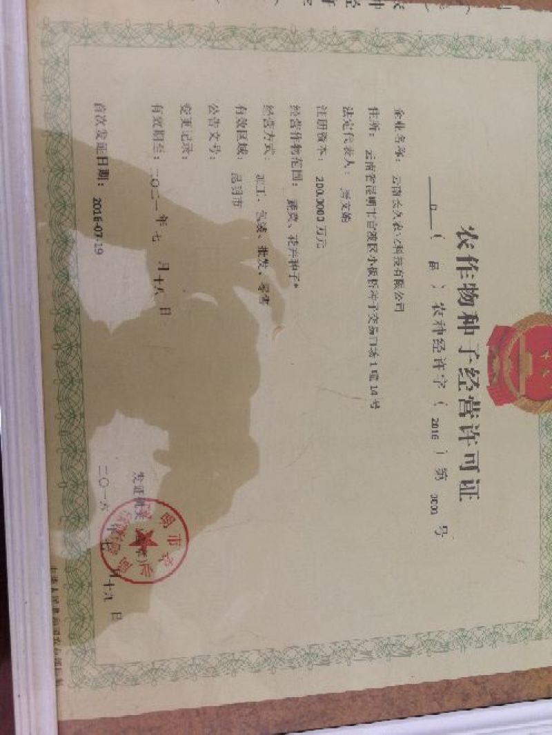 最新选育西葫芦种子（玉麒麟）（维多利亚）