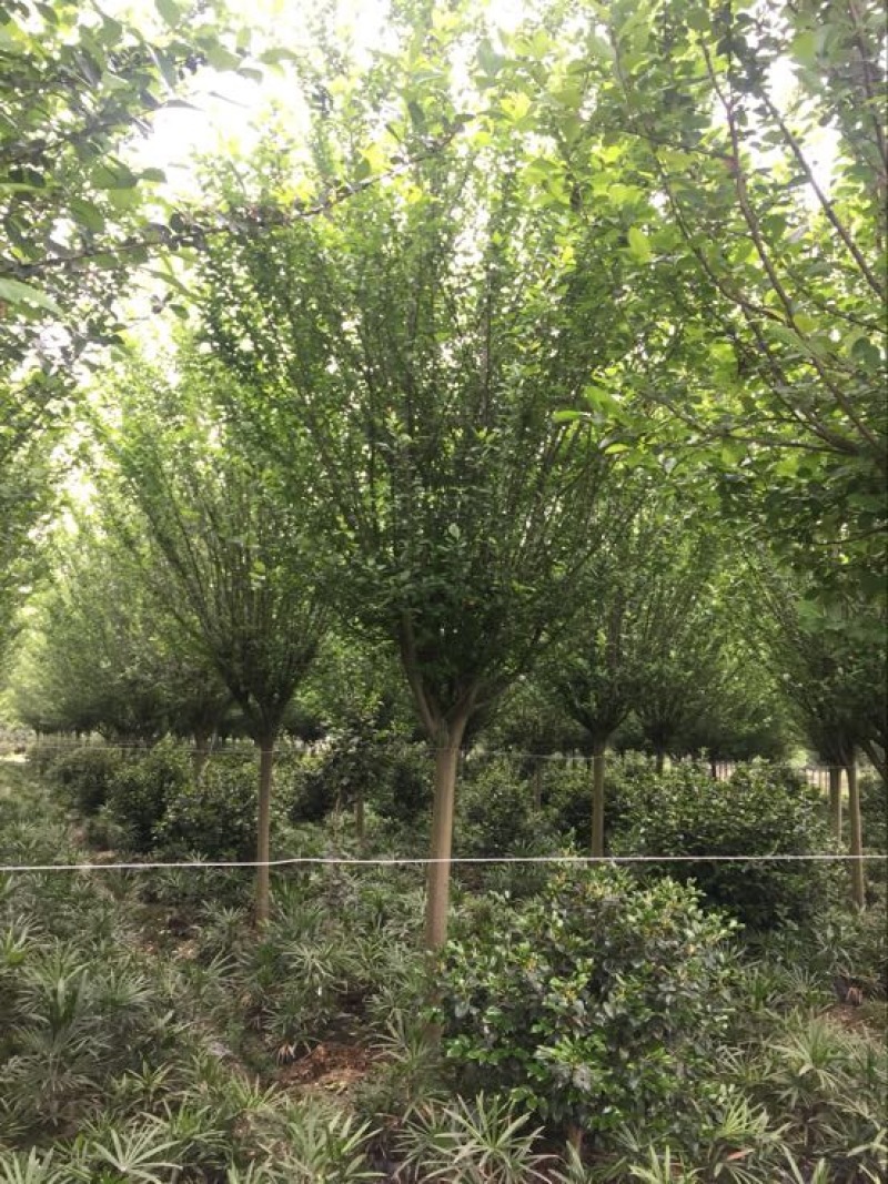 西府海棠10~12cm10~12cm10~12cm