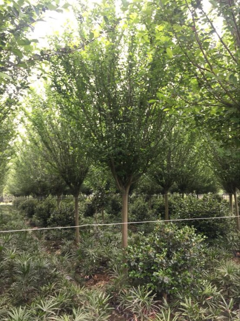 西府海棠10~12cm10~12cm10~12cm