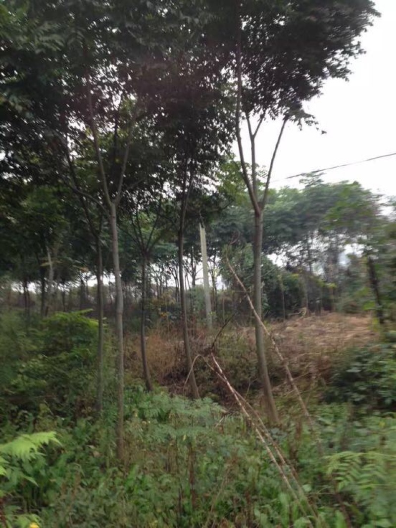 黄山栾树10~12cm10~12cm3~3.5米