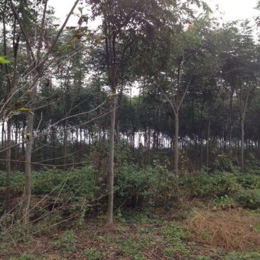 黄山栾树10~12cm10~12cm3~3.5米