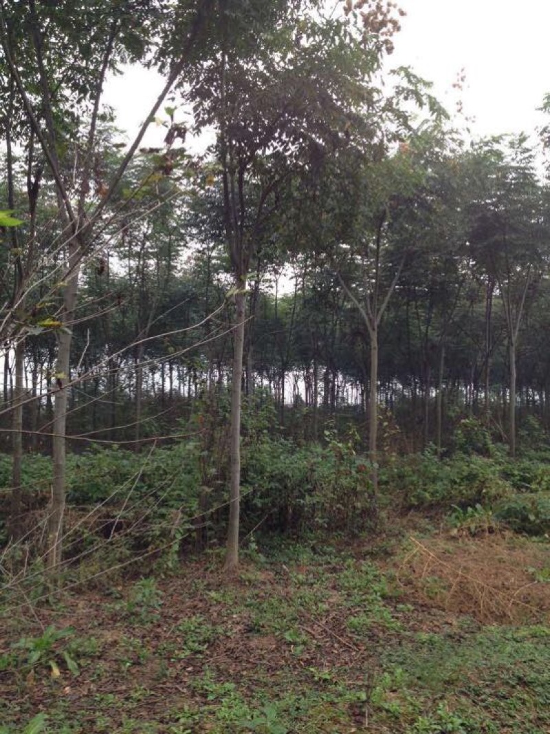 黄山栾树10~12cm10~12cm3~3.5米