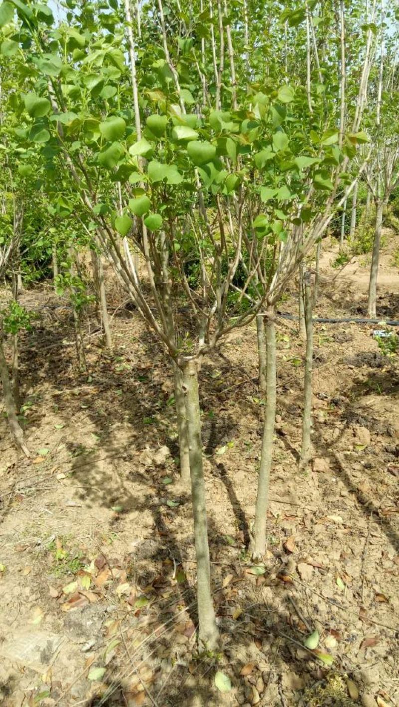 暴马丁香2~4cm4cm以下1.5~2米，嫁接丁香