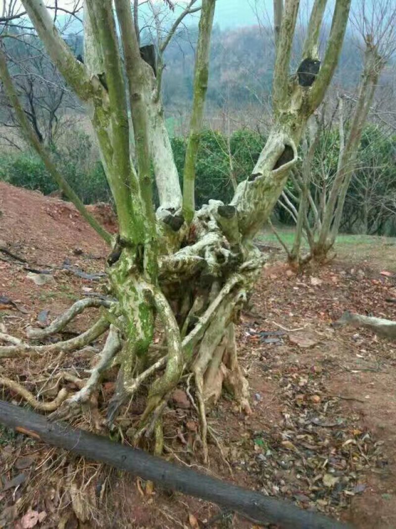 紫薇桩35cm以上
