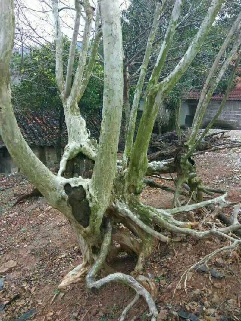 紫薇桩35cm以上