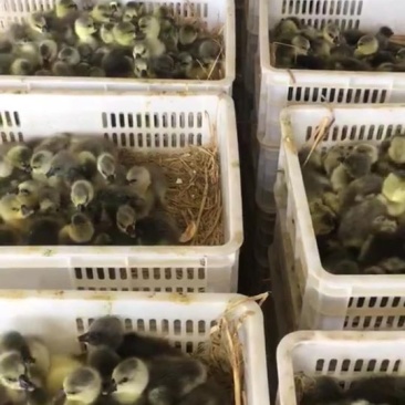 灰鹅苗0.5斤以下