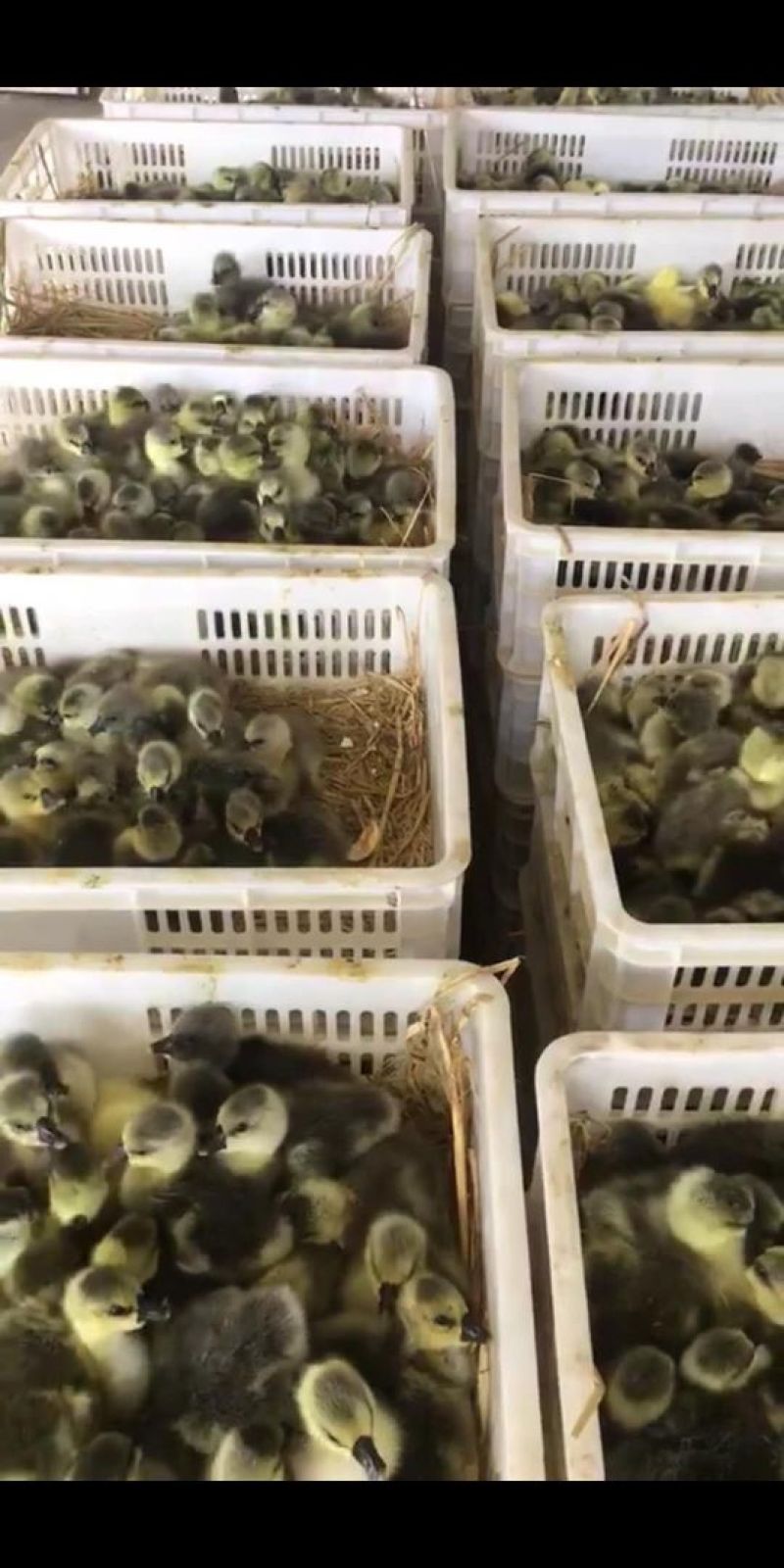灰鹅苗0.5斤以下