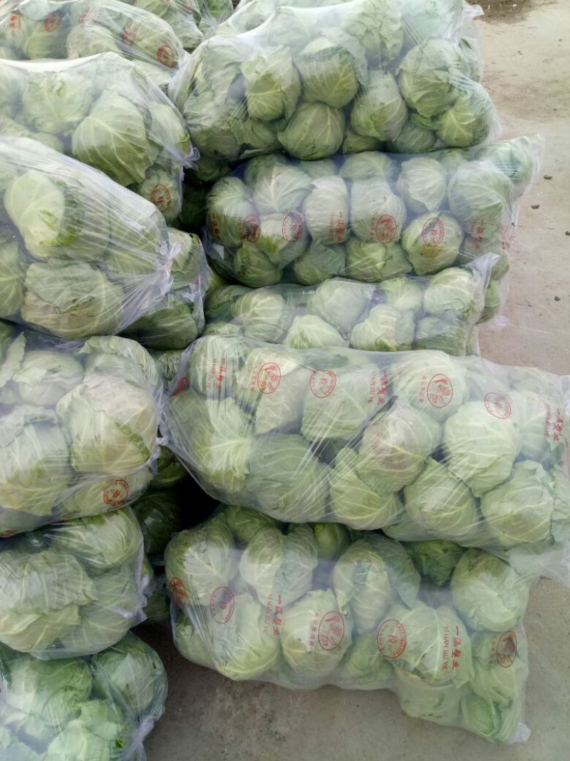 我处甘蓝产地直销，质量过硬，量大从优，合作共赢