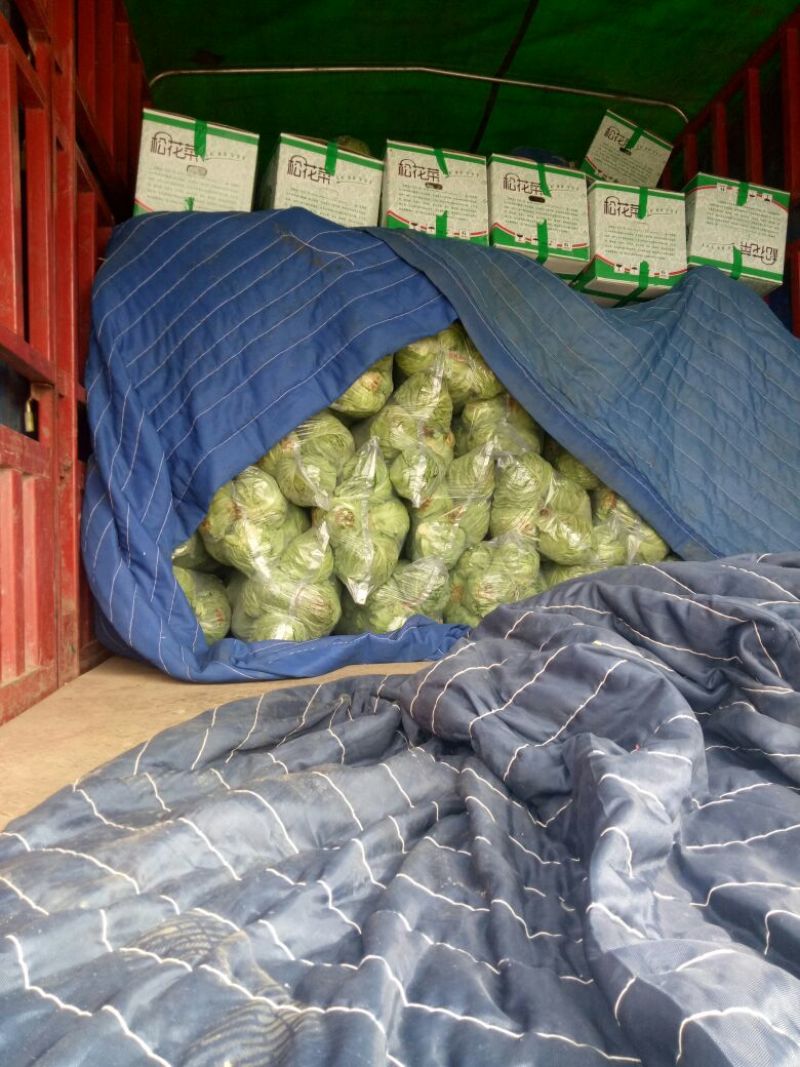 我处甘蓝产地直销，质量过硬，量大从优，合作共赢