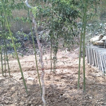 毛竹2~3cm2~3米