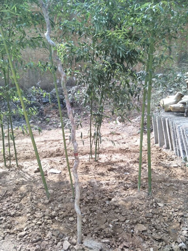毛竹2~3cm2~3米