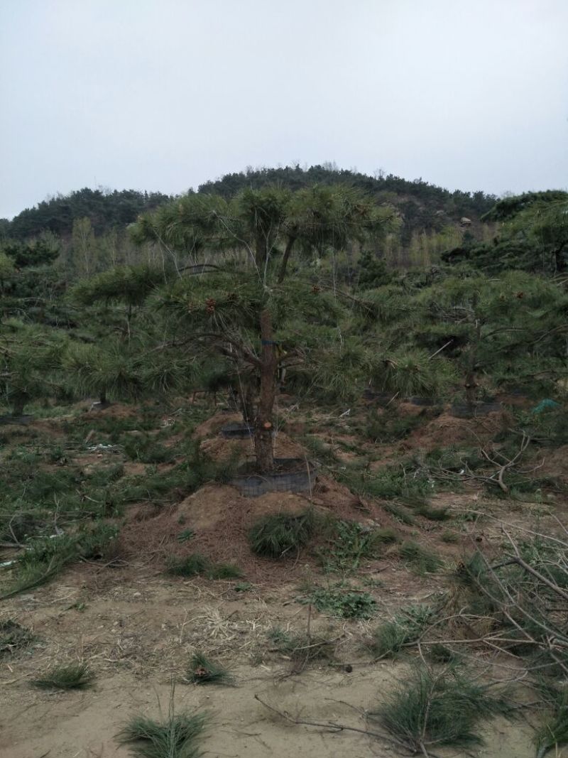松树2~2.5m