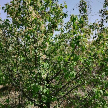 李子树4~6cm1.4~1.6m