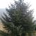 青扦云杉:高度0.5米到4.5米，冠型优美密枝大冠。