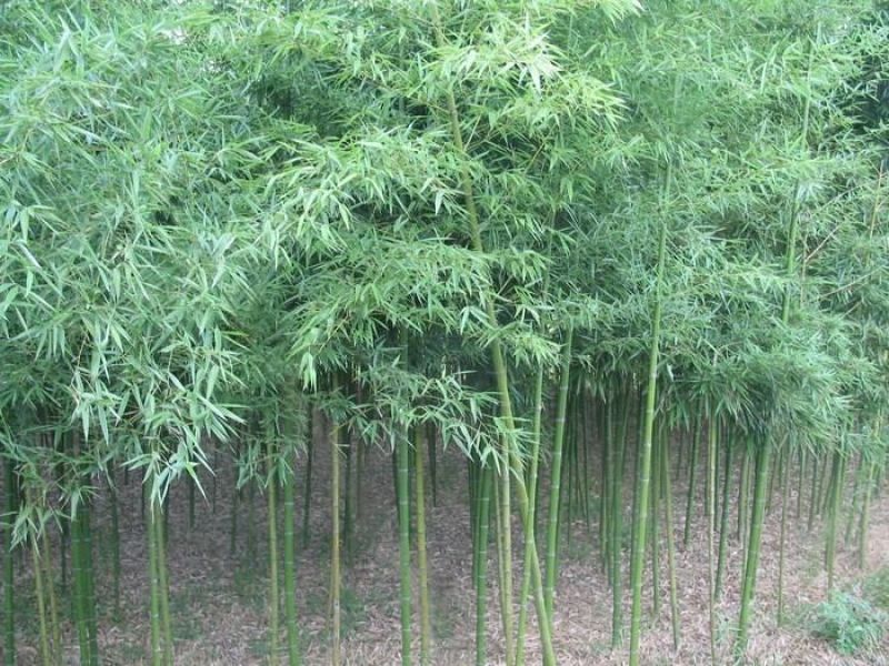 绿竹2~3m