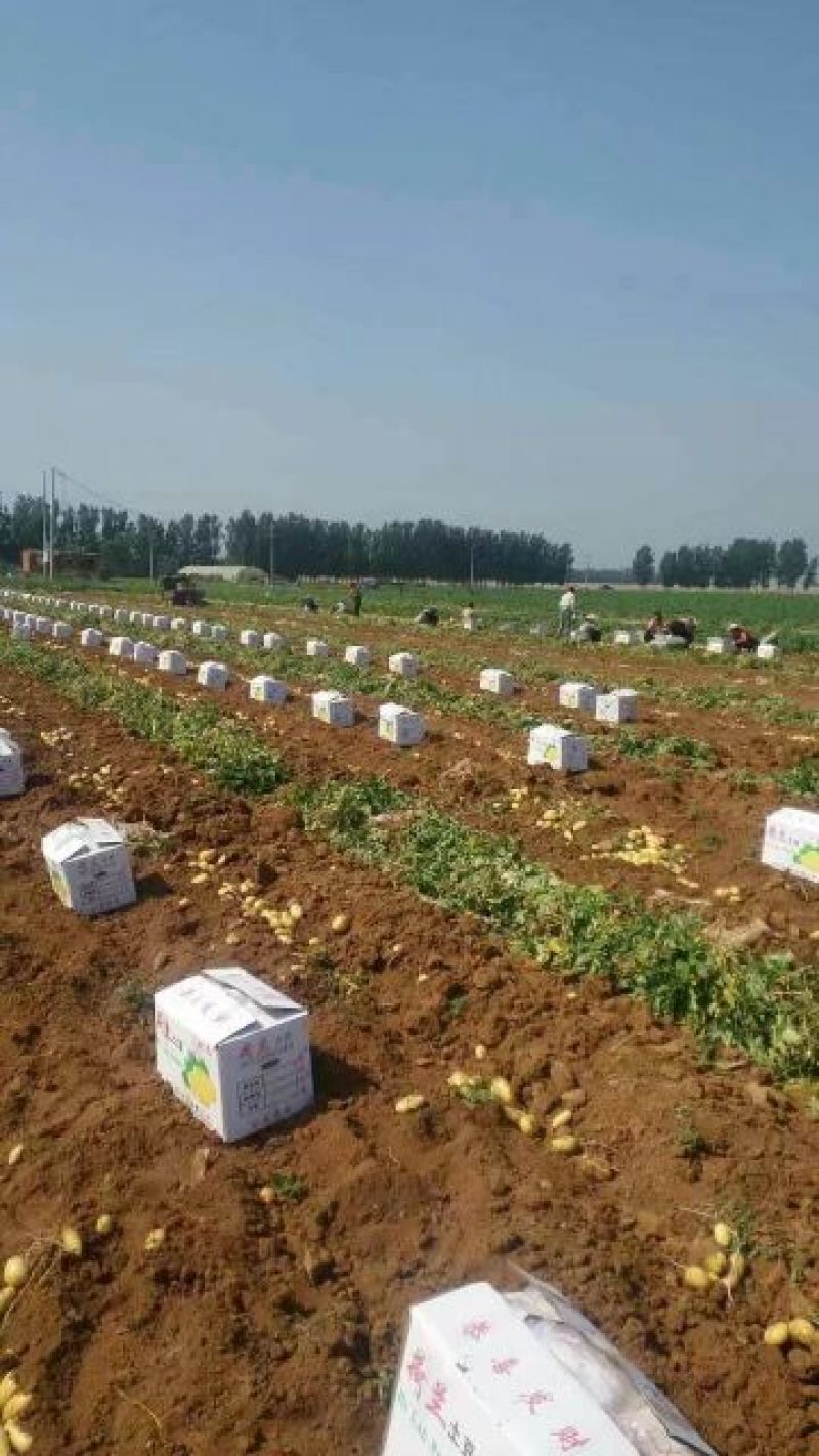 荷兰十五土豆山东肥城大量供应，冷库土豆