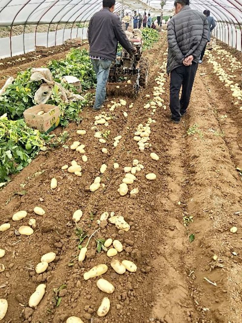 荷兰十五土豆山东肥城大量供应，冷库土豆