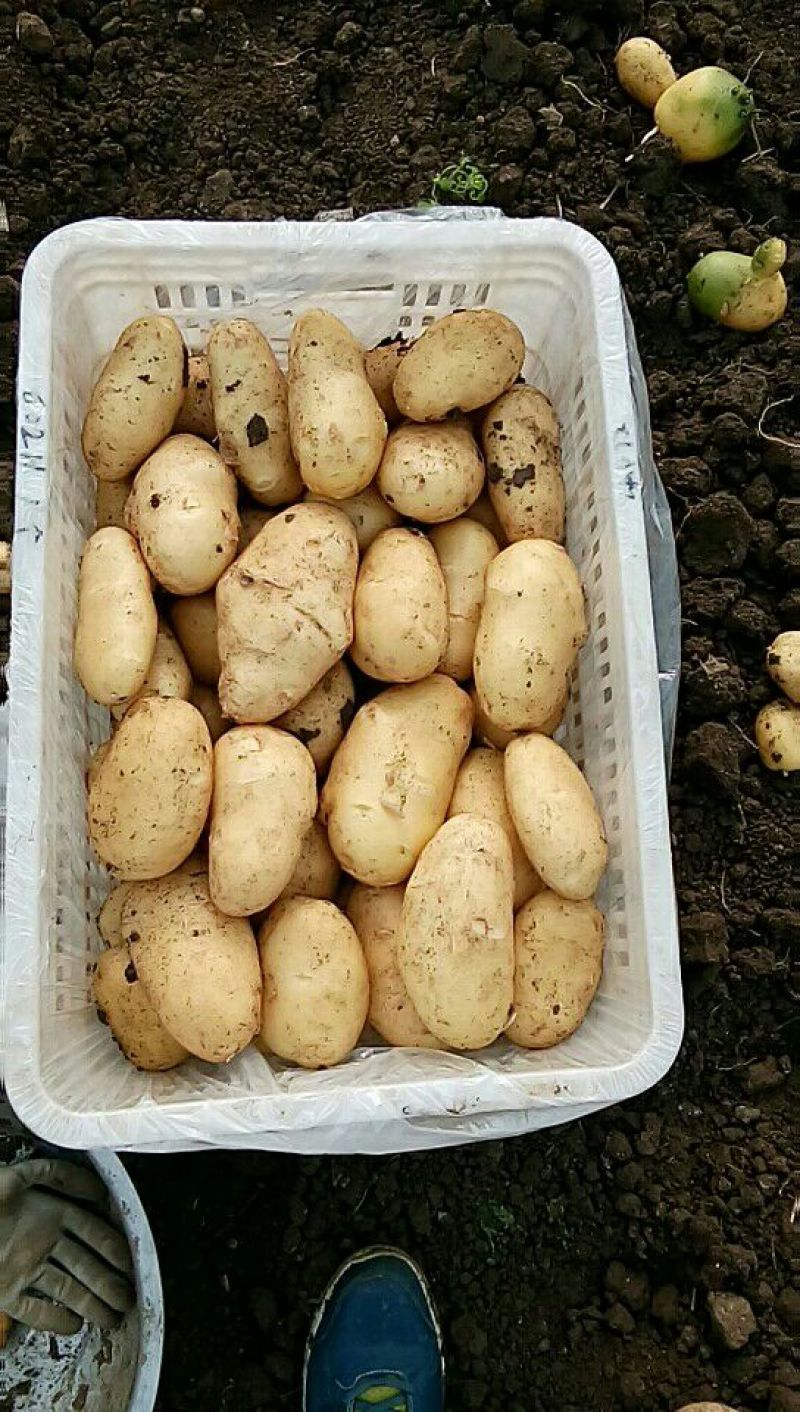 2023年新鲜荷兰十五土豆通货1两以上