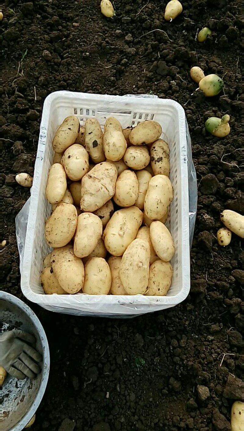 2023年新鲜荷兰十五土豆通货1两以上