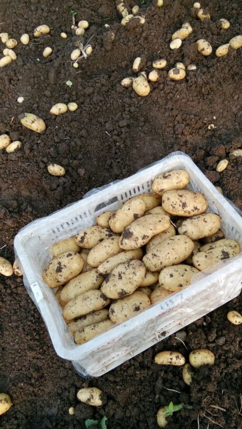 2023年新鲜荷兰十五土豆通货1两以上