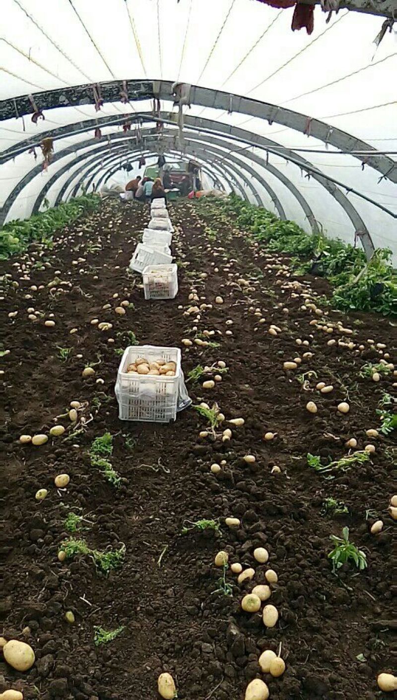 2023年新鲜荷兰十五土豆通货1两以上