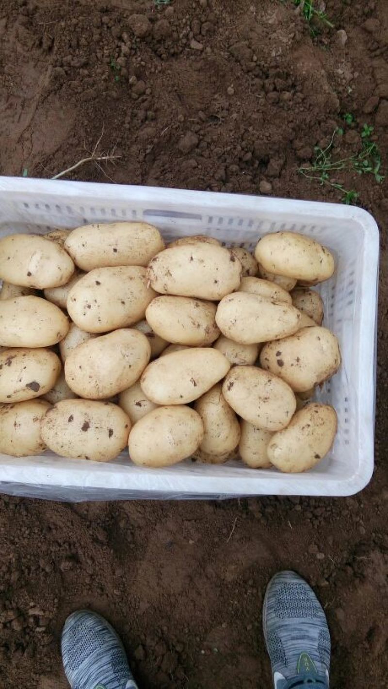 2023年新鲜荷兰十五土豆通货1两以上