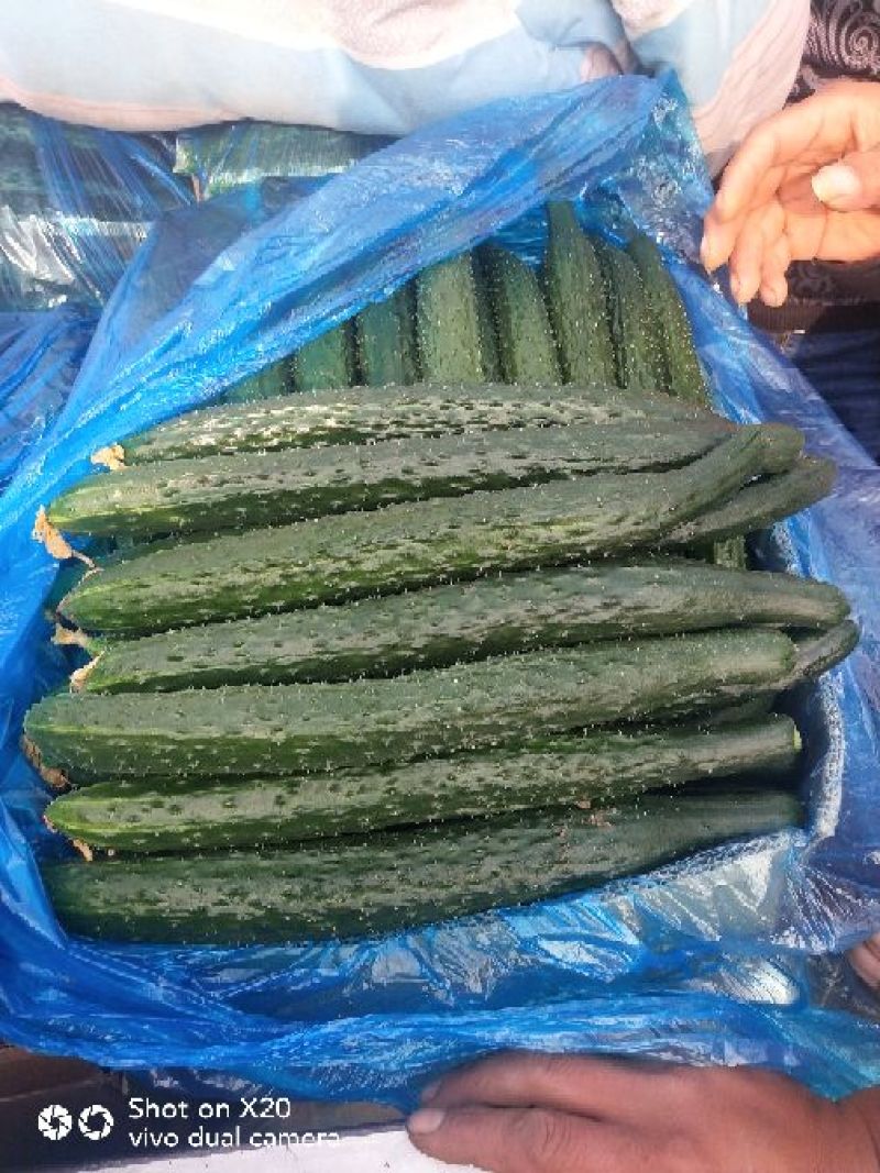 安阳密刺黄瓜干花带刺22~25公分，量大从优欢迎来电