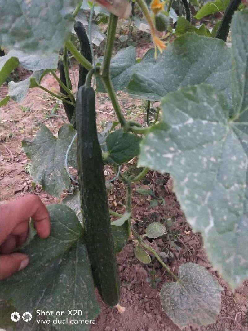 安阳密刺黄瓜干花带刺22~25公分，量大从优欢迎来电