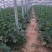 安阳密刺黄瓜干花带刺22~25公分，量大从优欢迎来电