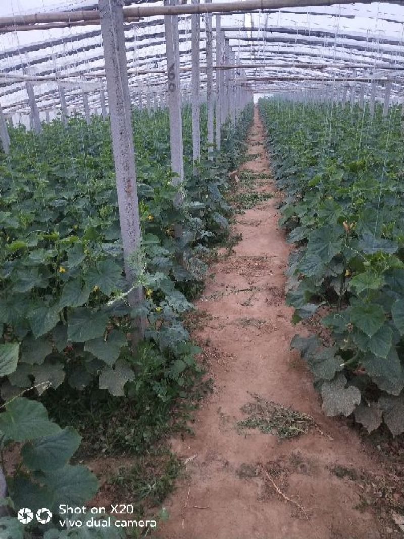 安阳密刺黄瓜干花带刺22~25公分，量大从优欢迎来电