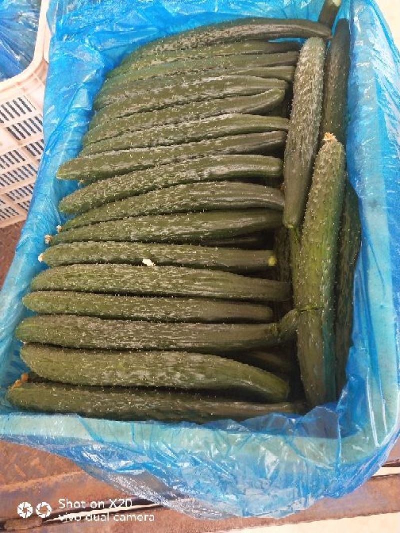 安阳密刺黄瓜干花带刺22~25公分，量大从优欢迎来电