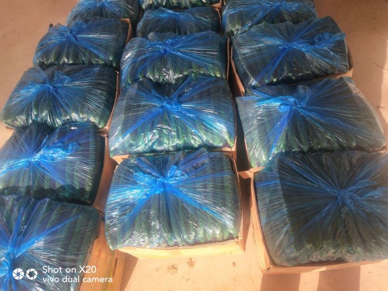 安阳密刺黄瓜干花带刺22~25公分，量大从优欢迎来电