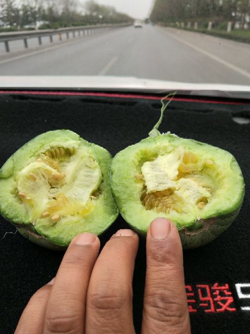 绿宝石甜瓜山东青州产地直发，市场商超平台