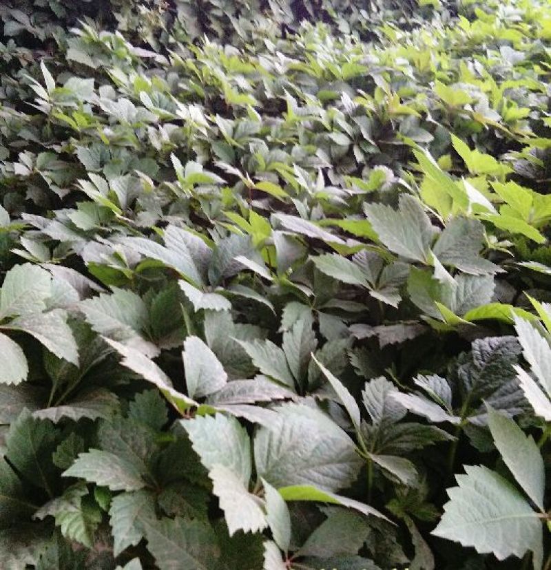 爬山虎扦插苗今年什么价格三叶爬山虎五叶爬山虎苗