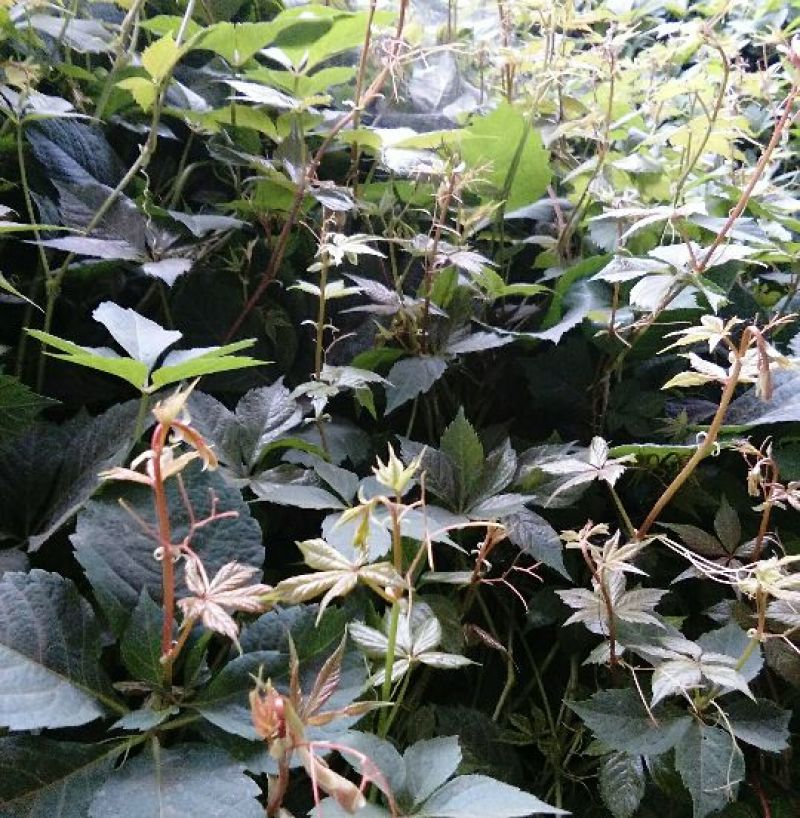 爬山虎扦插苗今年什么价格三叶爬山虎五叶爬山虎苗
