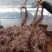爬山虎扦插苗今年什么价格三叶爬山虎五叶爬山虎苗