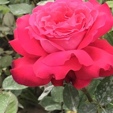 月季20~30cm