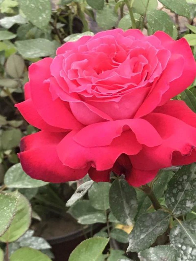 月季20~30cm