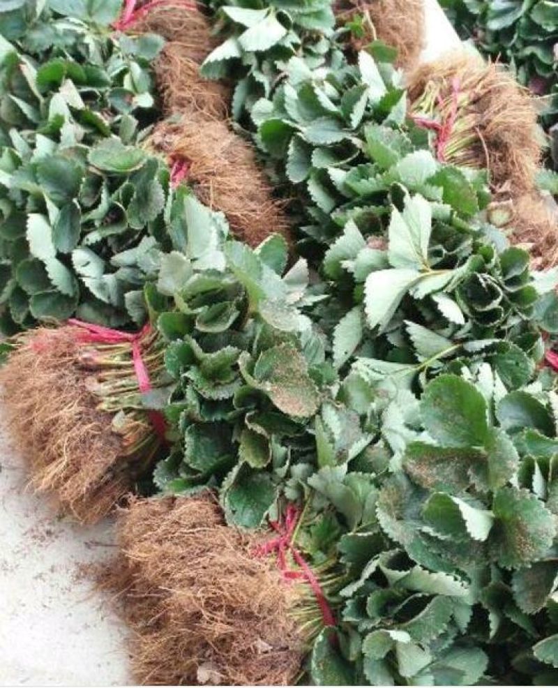 甜查理草莓苗，章姬(甜宝)红颜，妙香草莓苗，根细发达