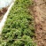 红薯苗15~25cm济薯21烟薯25西瓜红