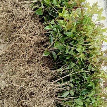 齿叶四季桂苗30~40cm