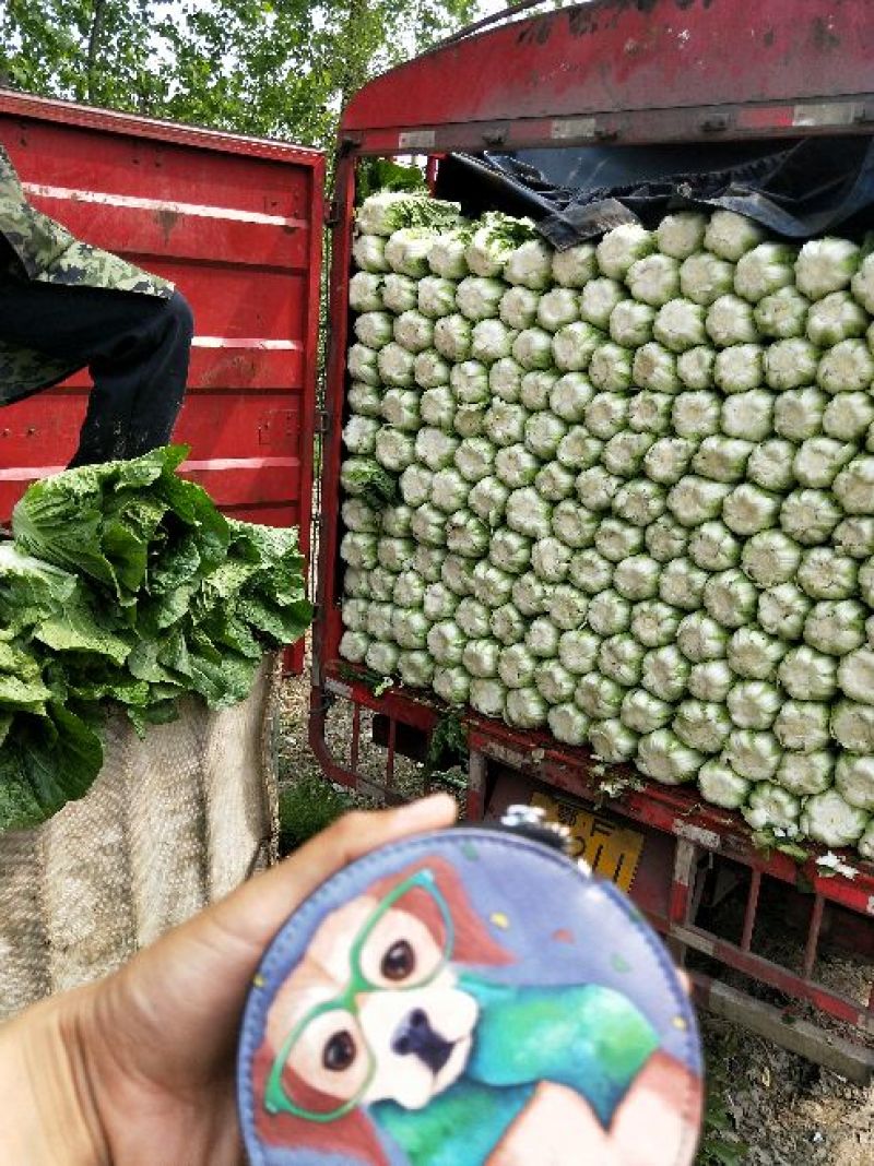 大白菜，玲珑黄心大白菜3—4斤货源充足量大价优欢迎采购