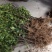 茶花苗100cm，当年种植可开花，农户直销。