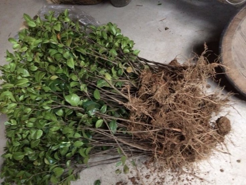 茶花苗100cm，当年种植可开花，农户直销。