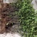 茶花苗100cm，当年种植可开花，农户直销。