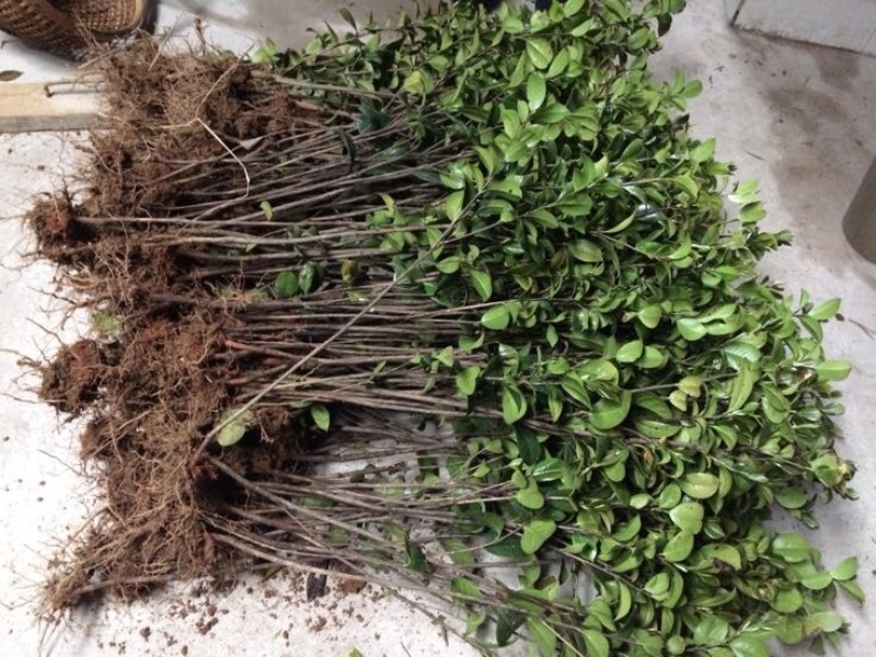 茶花苗100cm，当年种植可开花，农户直销。