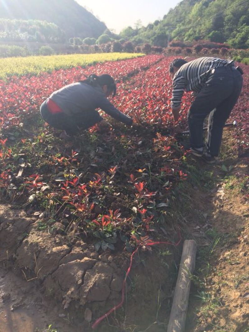 红叶石楠苗，大量供应红叶石楠苗及球累，农户直销。