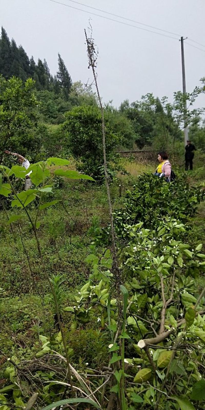 香橙砧木