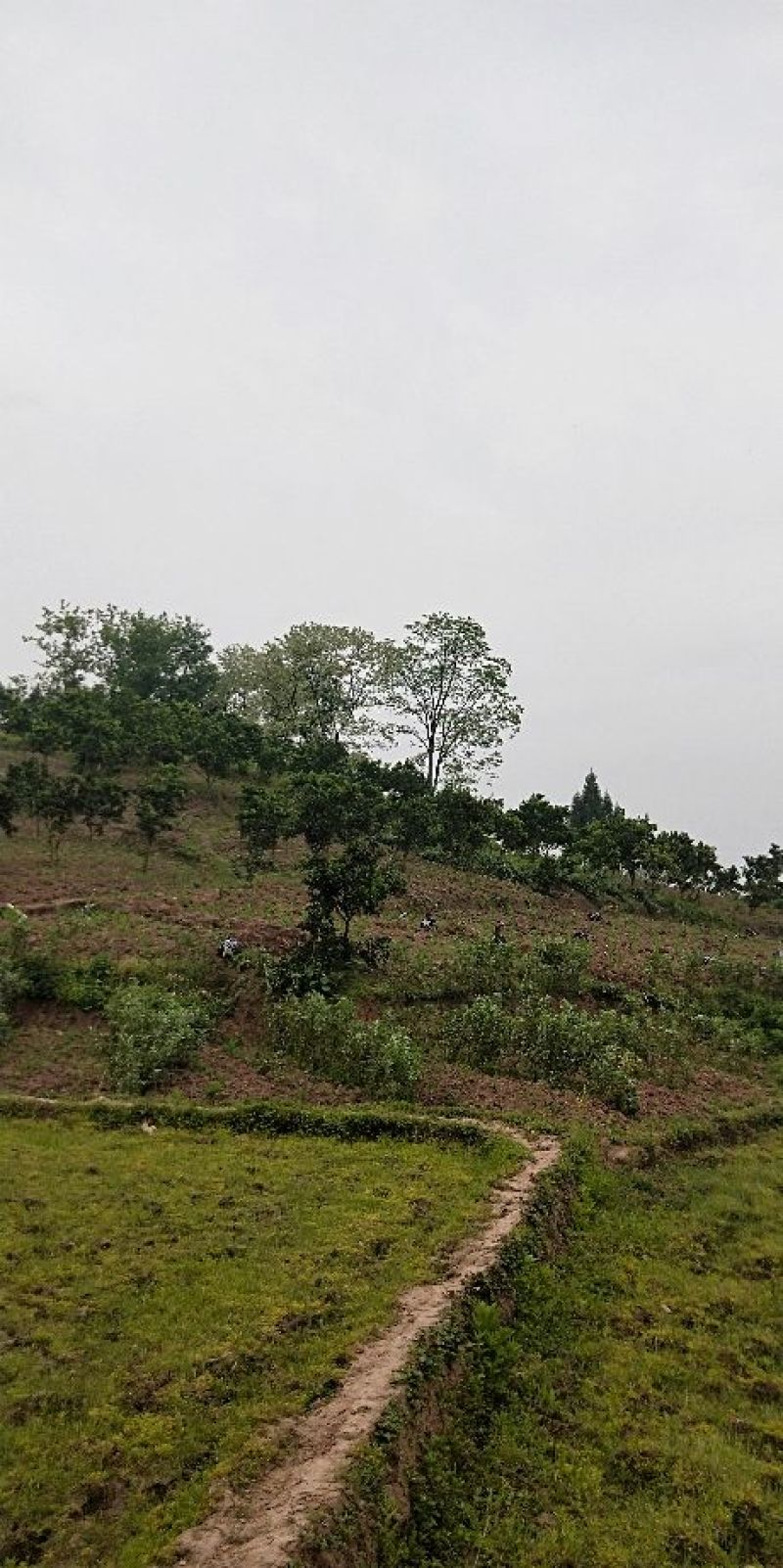 香橙砧木